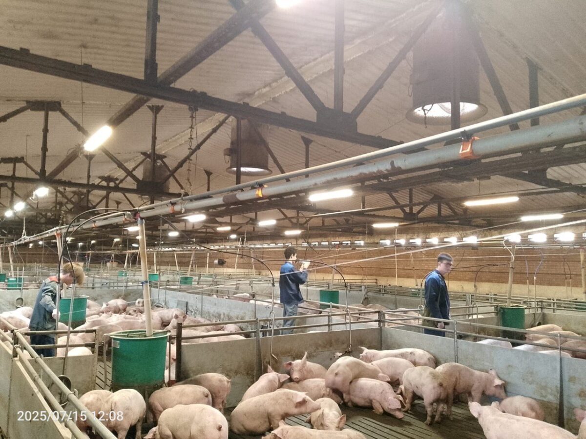 Тепловизор на тросах: новая система спасет свиноводческие фермы от эпидемий и массового падежа