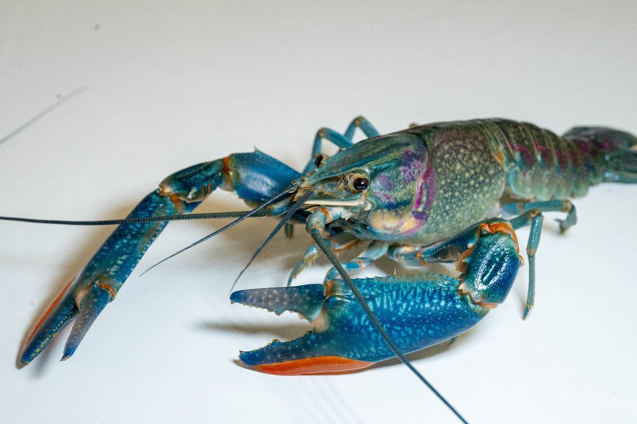 Пробиотик для креветки. Ученые создают уникальные корма для выращивания ракообразных