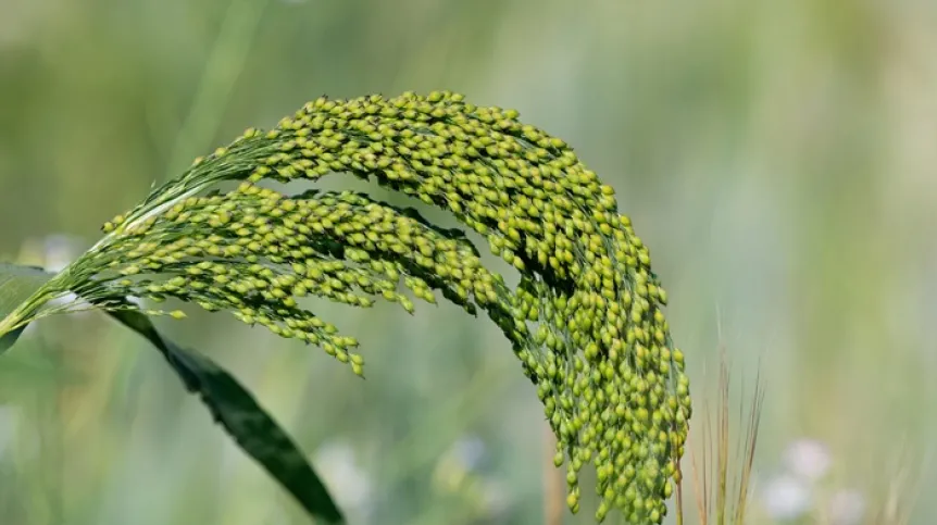 Просо вместо хлеба: доисторические земледельцы Польши удобряли поля и меняли рацион с приходом мигрантов