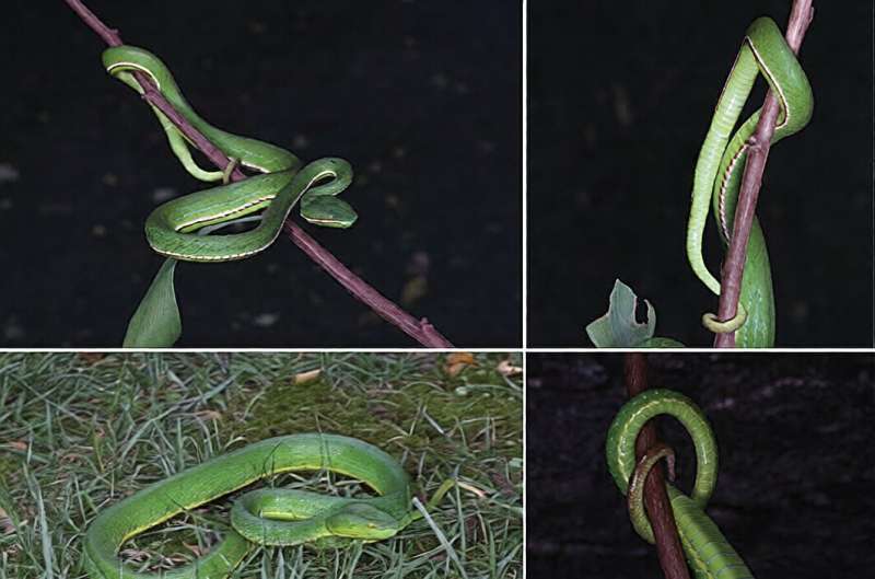 Глаза, мерцающие как янтарь, и ярко-зеленая чешуя: ученые нашли ядовитую «невидимку» в туманных горах