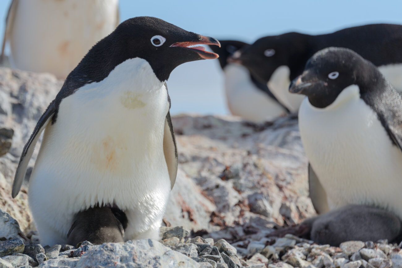 Пингвины Адели нашли новый источник пищи: как морские улитки помогают им выживать в меняющемся океане