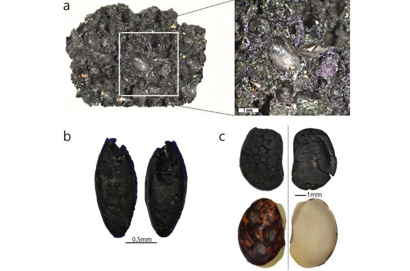 Как засуха двигала цивилизацию: ученые нашли следы древней миграции земледельцев по Западной Африке