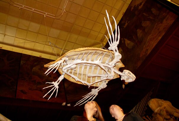 Жертва Гольфстрима: история тропической черепахи, найденной в Арктике и ставшей экспонатом музея