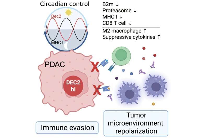 Симптомы рака поджелудочной железы появляются поздно. Ученые нашли, как заставить иммунитет видеть опухоль