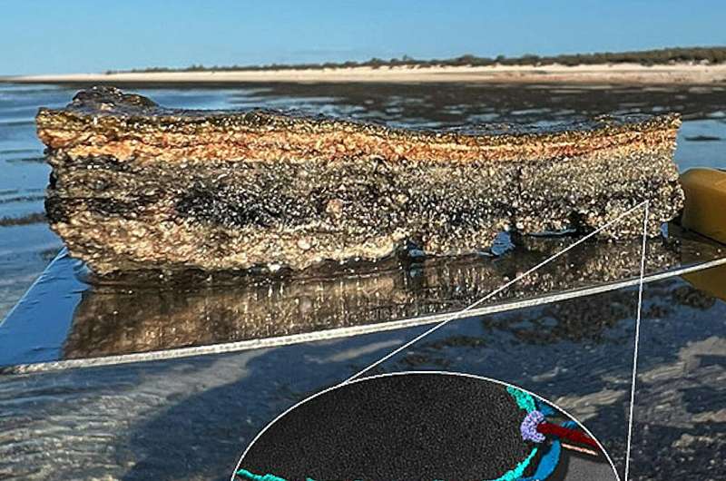 Названы в честь аборигенов. В Австралии нашли древних микробов — возможных предков всех растений и животных