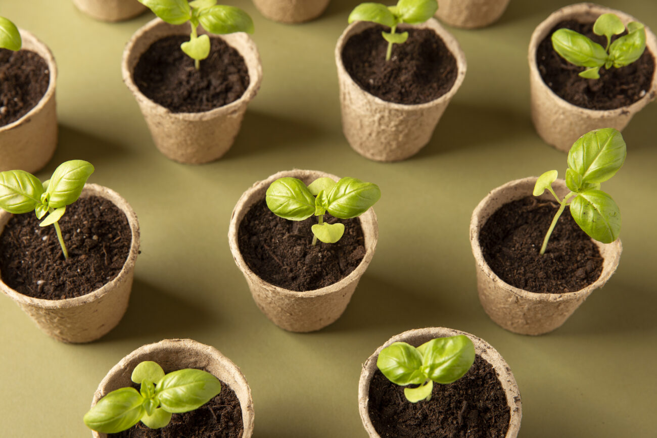 Всходы всем на зависть: 6 рабочих лайфхаков для будущих рекордных урожаев от агронома