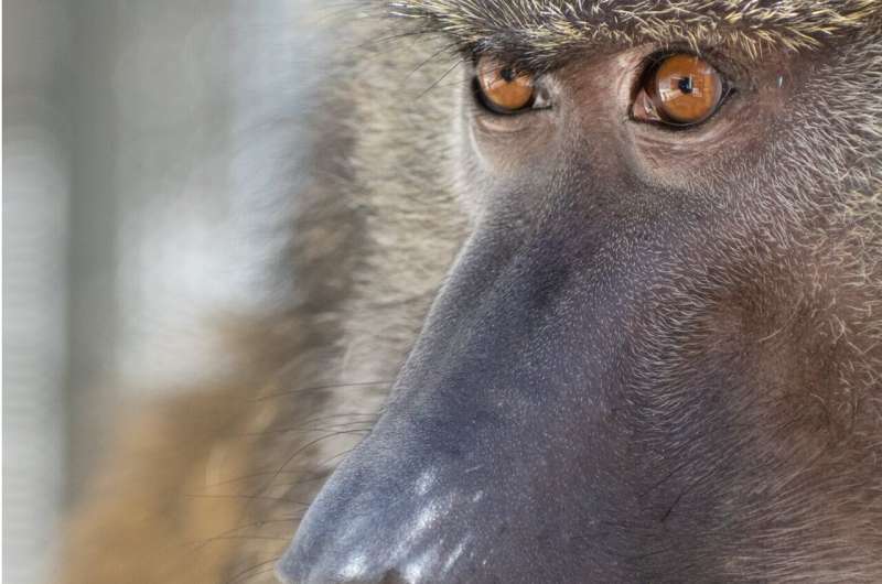 Тайный выбор: как организм самки павиана «отсеивает» сперму генетически близких партнеров