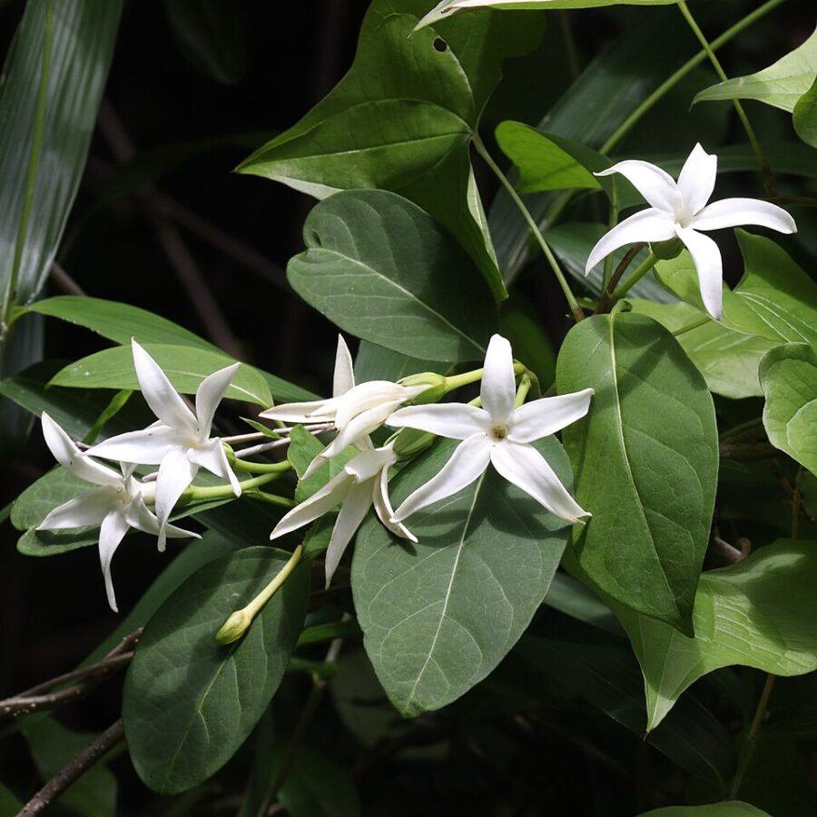 Открытие, изменившее научные представления: как темнота раскрывает тайны опыления растений