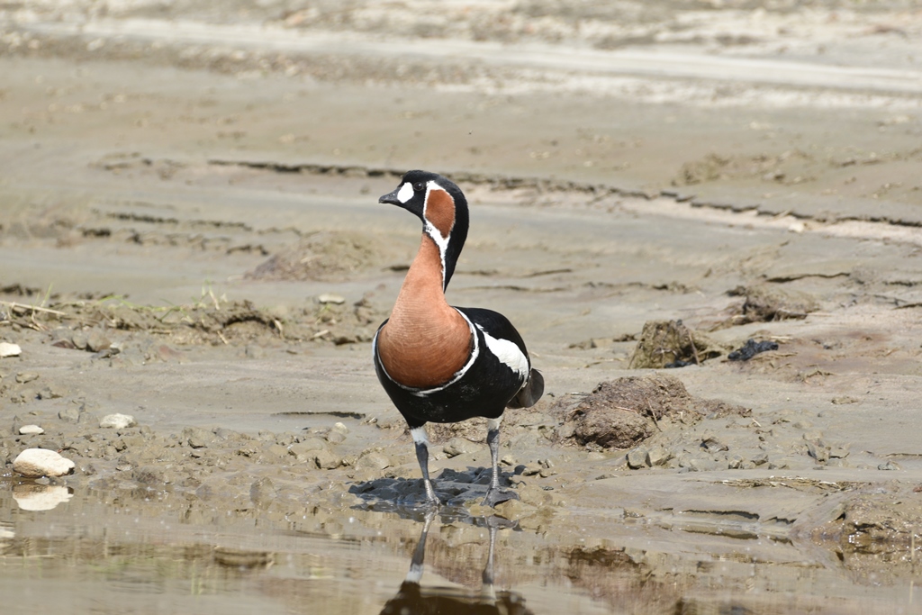 Спасти краснокнижных гусей: масштабный проект по охране гуменника, казарки и пискульки в Сибири и Арктике