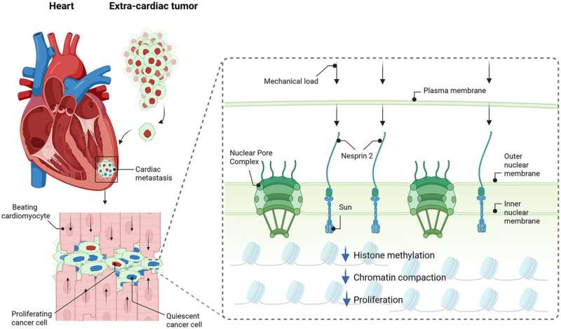 Медицинская загадка раскрыта: почему рак редко поражает сердце и как это поможет лечить другие опухоли