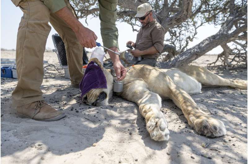 Умные ошейники услышат рык льва без микрофона: прорыв ИИ в саванне