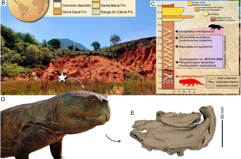 Найден череп древнего родственника попугаев: он жил до динозавров и копался в почве в поисках корней