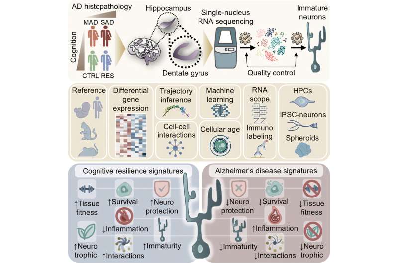 Тайна когнитивной устойчивости. Особые клетки защищают мозг от деменции, даже когда болезнь уже есть