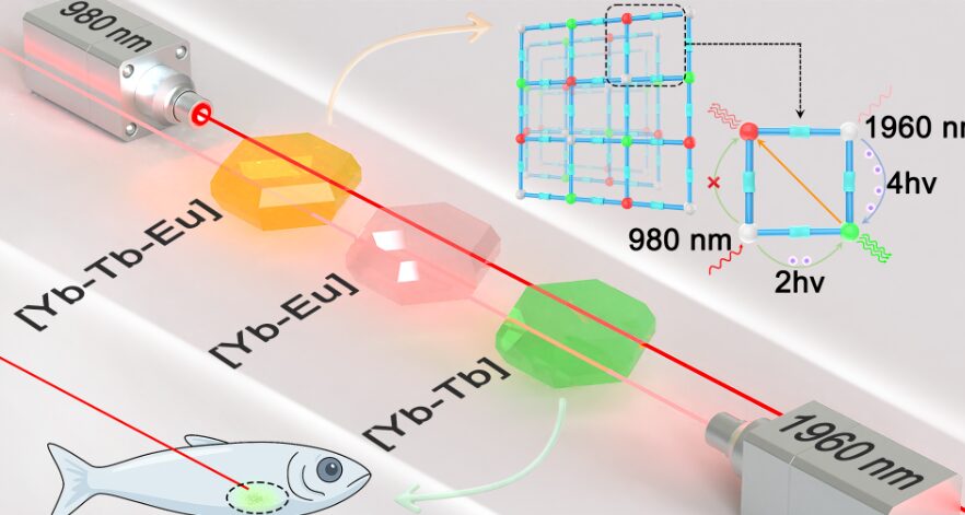 Новый люминесцентный материал позволит глубже заглянуть в живые ткани для медицинской диагностики