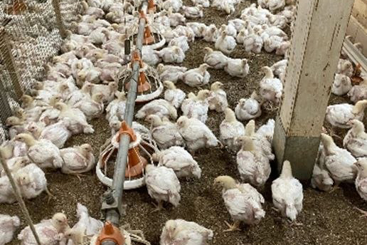 Разрушен миф птицеводов: антибиотики не укрепляют иммунитет цыплят, а мешают ему — открытие ученых