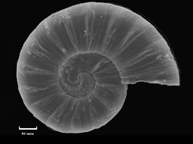 В раковине размером с песчинку: ученый ДВО РАН описал новый вид самых маленьких моллюсков в мире