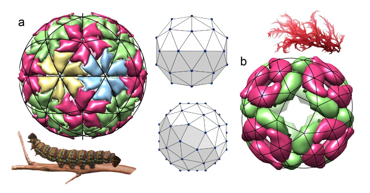 Как вирусы собирают свои «космические корабли»: новая модель для нано-доставки лекарств