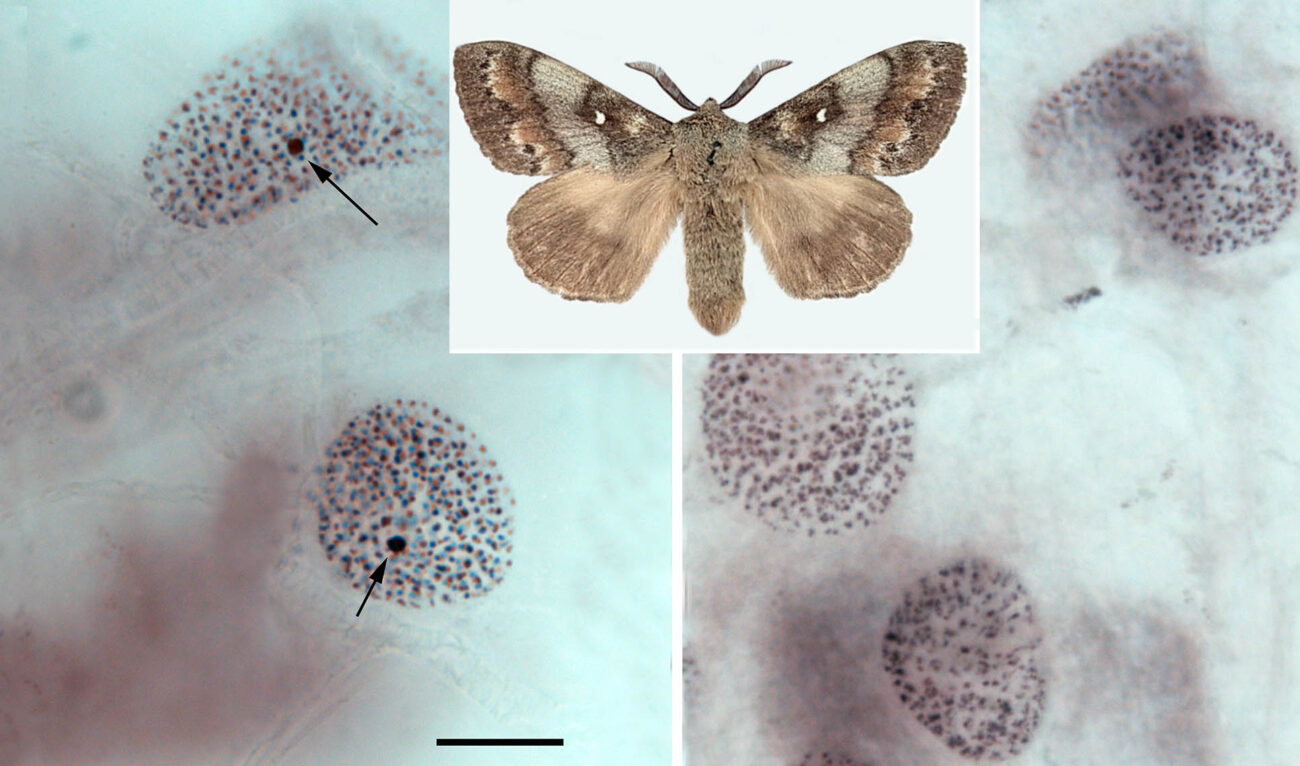 Загадка пола бабочек. Женская хромосома вредителя сибирских лесов оказалась «правнучкой» мужской