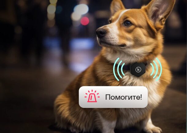 Муся, Барсик и Арчи — чемпионы по побегам. Топ кличек и пород потеряшек-2025, и что делать, чтобы не упустить своего