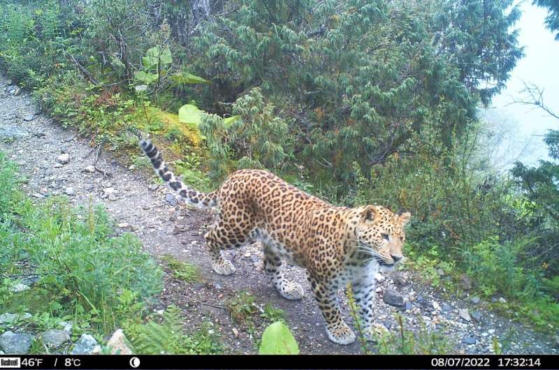 Тайный пакт хищников: как снежные барсы, леопарды и волки делят одну долину в Гималаях