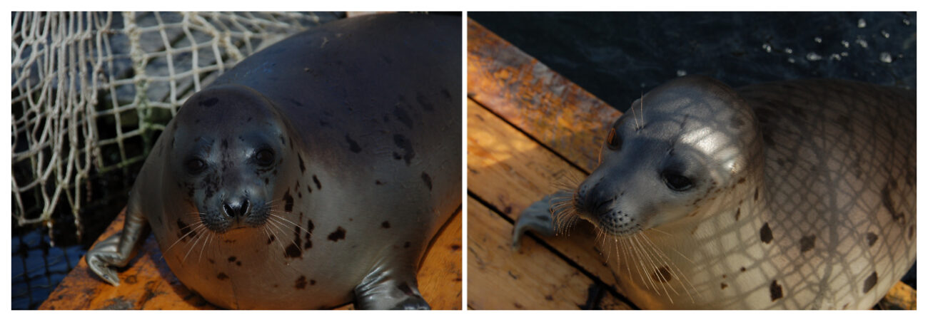Тюлени тоже впадают в «зимнюю спячку» (ну, почти) — отчет из Мурманского океанариума