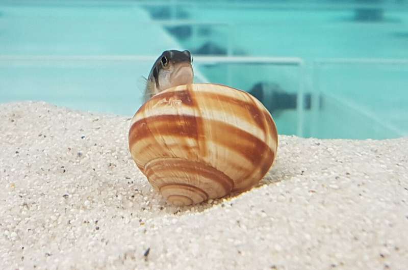 Рыбы-архитекторы: как цихлиды учатся строить идеальные песчаные замки в раковинах за 3 часа