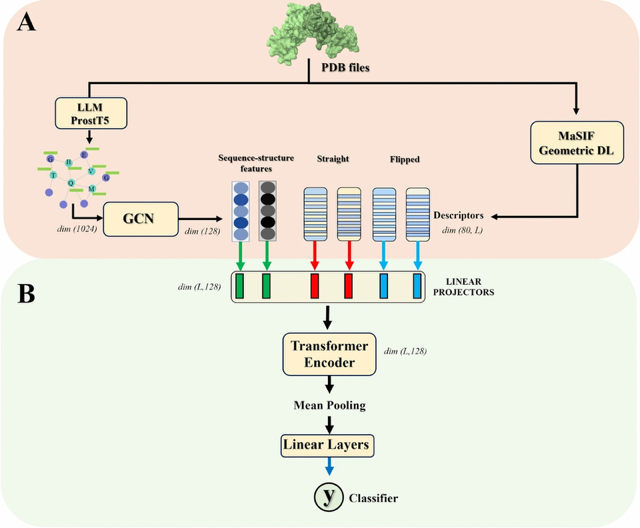 Точность 95%: новая нейросеть предсказывает взаимодействие белков, ускоряя поиск лекарств от болезней