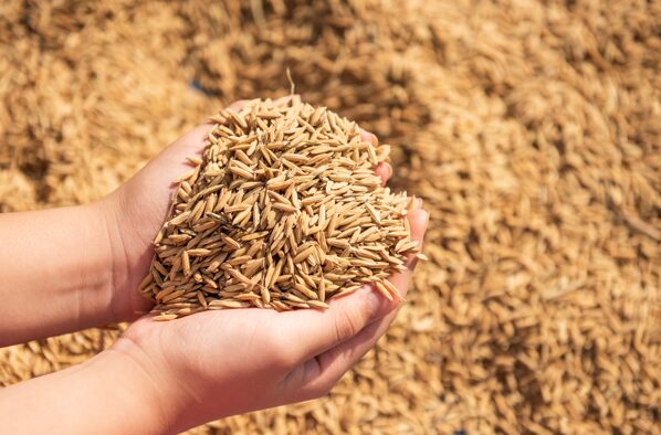 Точность в кармане: новый российский влагомер определяет влажность зерна с рекордной точностью 