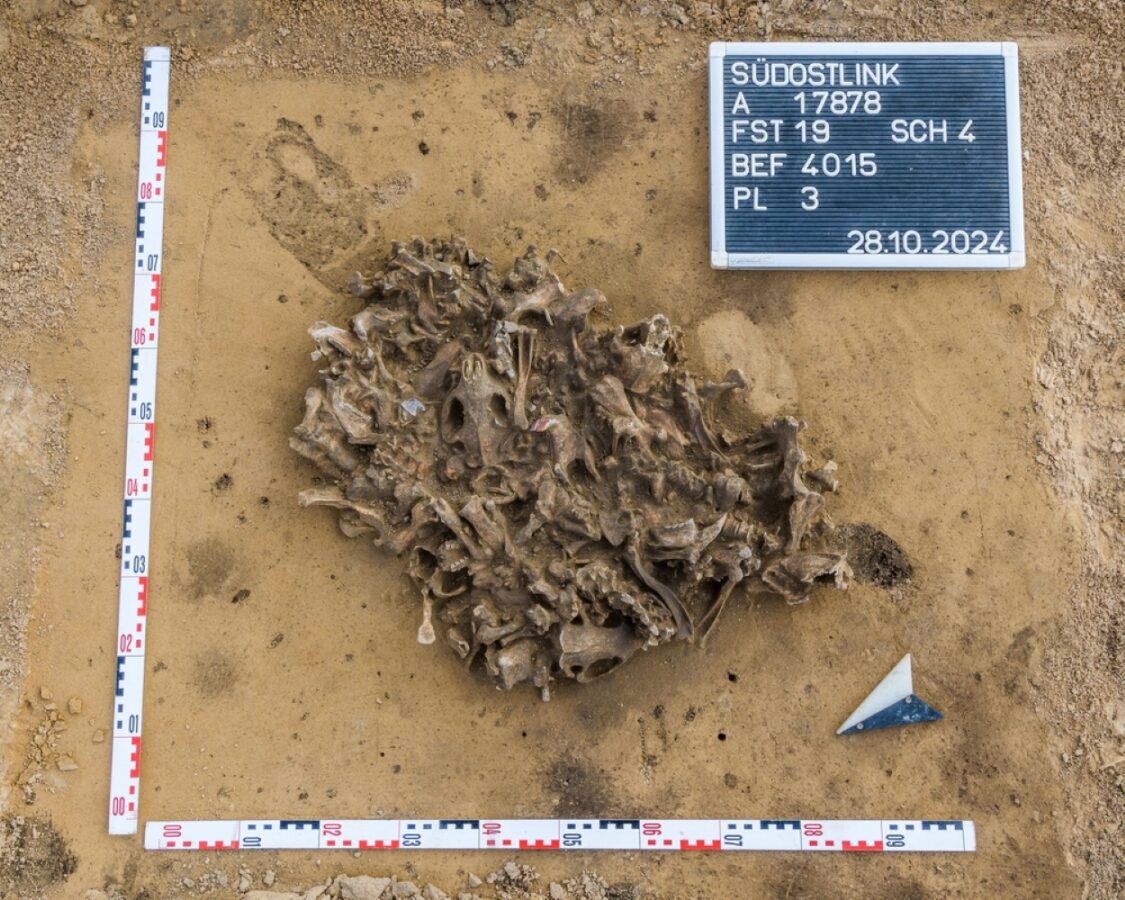Бобровая яма возрастом 7000 лет. Неолитическая находка в Германии: животных убивали только ради меха