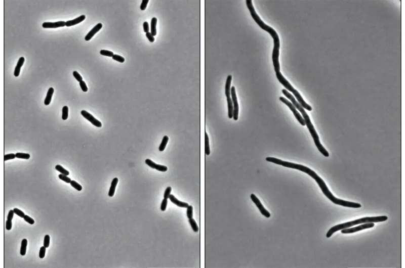 Кислотная ловушка для антибиотиков: почему инфекция в организме в 64 раза устойчивее, чем в пробирке