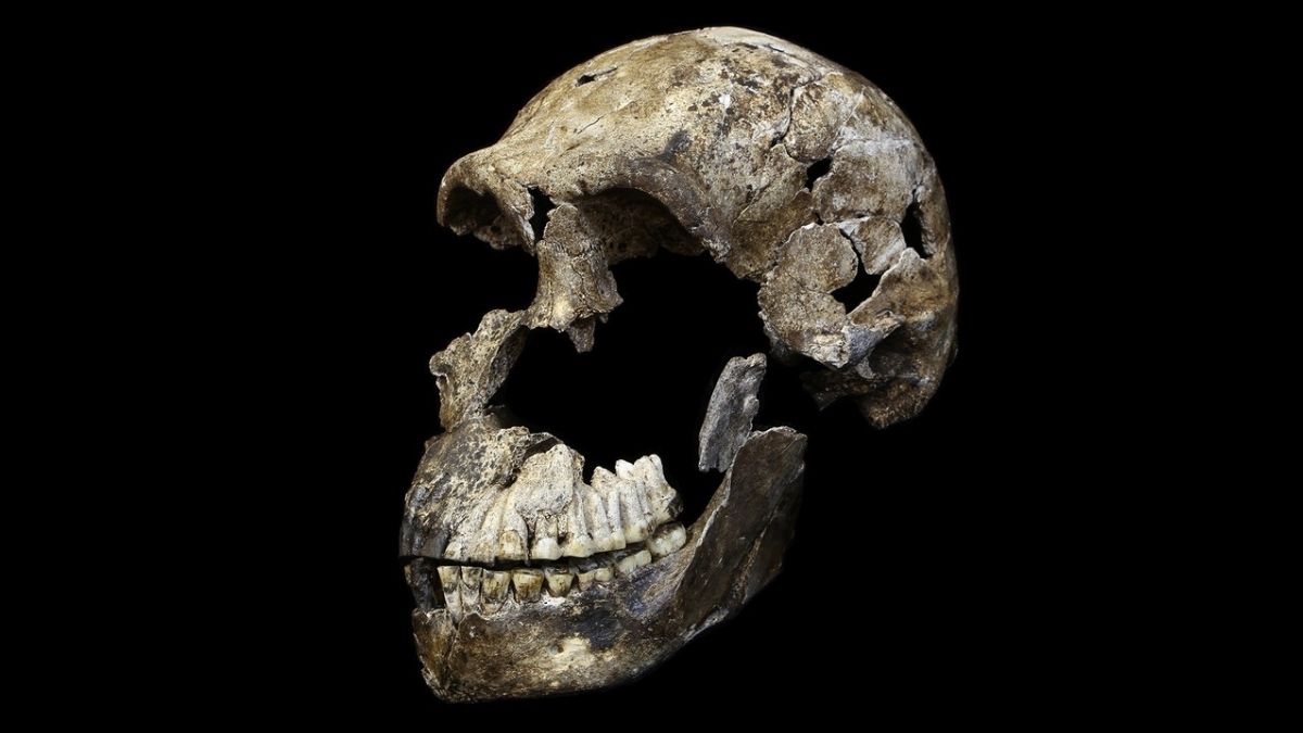 Загадка Homo naledi: почему среди найденных останков почти нет мужчин?