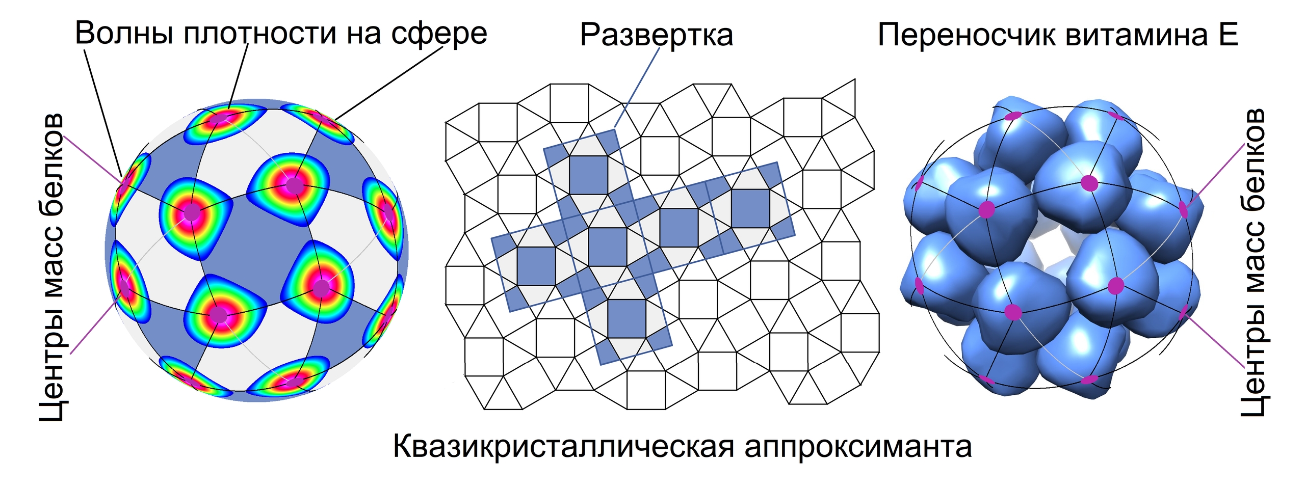 Белки собираются в капсулы как кристаллы: новая теория для доставки лекарств