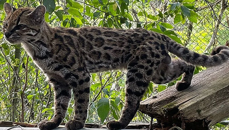 Первый за сто лет: в лесах Боливии нашли крошечную дикую кошку Leopardus tilcayo