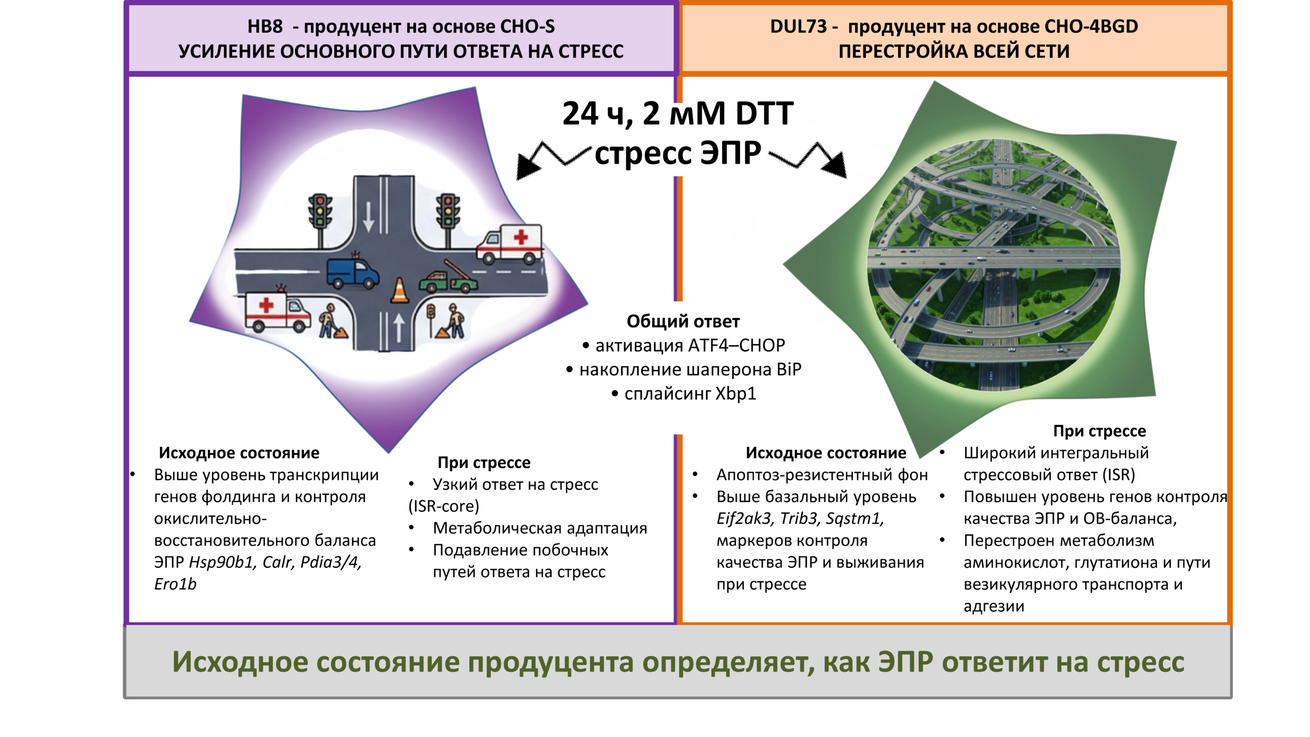 Клетки-долгожители помогут увеличить производство лекарственных белков