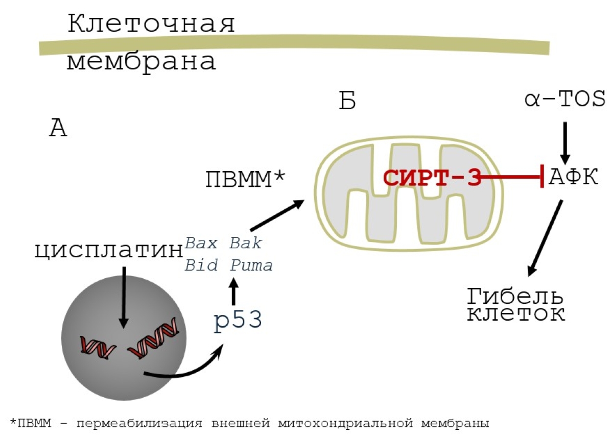 Белок в митохондриях поможет заранее оценить эффективность одного из классов противоопухолевых препаратов